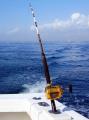  Big Island Deep Sea Fishing